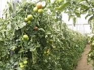 Tomate Jayena.