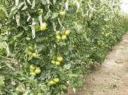 Tomate Jayena.