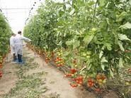 Tomate Bateyo.