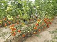 Tomate Bateyo.