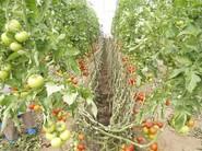 Tomate Bateyo.