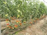 Tomate Bateyo.