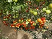 Tomate Bateyo.