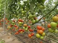 Tomate Bateyo.