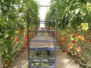 Tomate Bateyo.