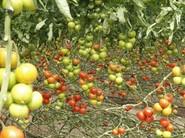 Tomate Bateyo.