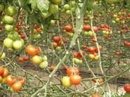 Tomate Bateyo.