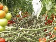 El tomate Bateyo de Seminis.