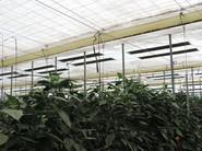 También se está estudiando la posibilidad de que contribuya a aumentar la producción