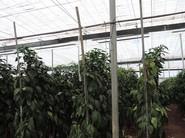 Con esta iniciativa, el agricultor contribuye al respeto al medio ambiente
