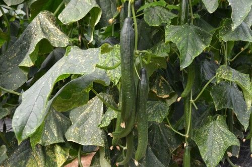 PasioND, el pepino de Hazera España con resistencia intermedia a Nueva Delhi