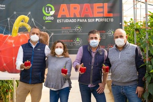 Seminis muestra Arael, su California rojo, 'estudiado para ser perfecto'
