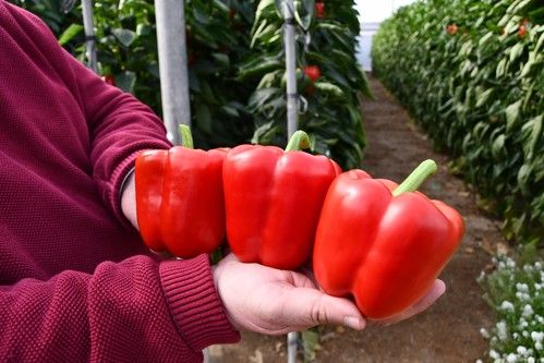 Timbal RZ, el nuevo California rojo de Rijk Zwaan con resistencia a oídio hace su puesta en escena