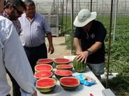 Preparando las sandías para que los técnicos y agricultores la observen y degusten.
