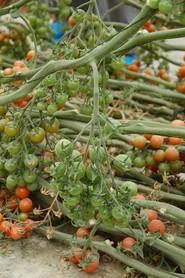 Hasta la fecha, el propietario de la finca ha recolectado en torno a 9 kilos por metro.