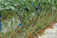 Este cherry suelto está indicado para ciclos largos y, de hecho, la finca visitada se trasplantó el pasado 20 de agosto.