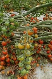 Esta variedad es resistente al virus de la chuchara.
