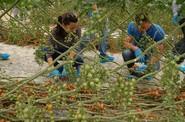 Los agricultores quisieron ver la variedad muy de cerca.