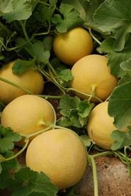 El CLX MLN72 F1* tiene, además de una gran calidad de fruta, una excelente postcosecha.
