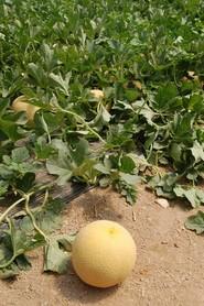 El CLX MLN72 F1* destaca, entre otras cosas, por la homogeneidad de sus frutos.