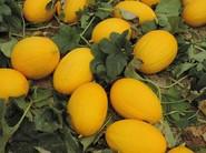 34-186 RZ, melón amarillo productivo, gran cuaje y fruto de calidad