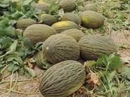 Plantación de Mesura RZ, de excelente calibre para mercado nacional y exportación