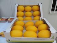 El melón amarillo tuvo una gran aceptación por su tamaño y forma