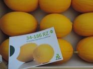Melón amarillo 34-186 RZ, el más dulce y uniforme