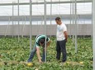 Javier López, de Rijk Zwaan, junto a un agricultor que se está fijando en el fruto
