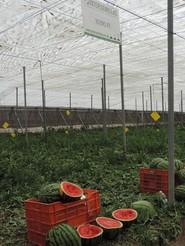 La variedad 10393, destaca por ser una sandía rayada de gran calidad