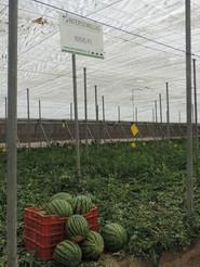 10515 F1, otra variedad de sandía rayada apta para invernadero y aire libre
