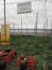 10579 F1, otra variedad de sandía negra con una carne de color rojo intenso