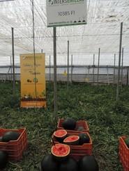 Variedad negra 10385 F1 de Intersemillas