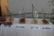 Diferencia de un sistema radicular tratado con Velum Prime y otro sin tratar.