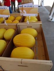 Nuevas variedades en amarillo