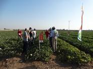 Observando las cualidades de Signol RZ, Cantaloup Charentais
