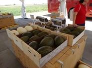 Portugueses y los piel de sapo