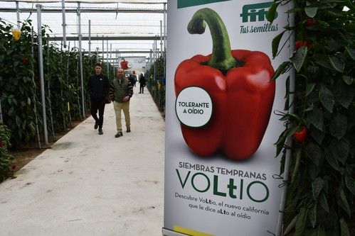 Voltio y Gasol, los nuevos Californias de Fitó se presentan a los agricultores del Poniente