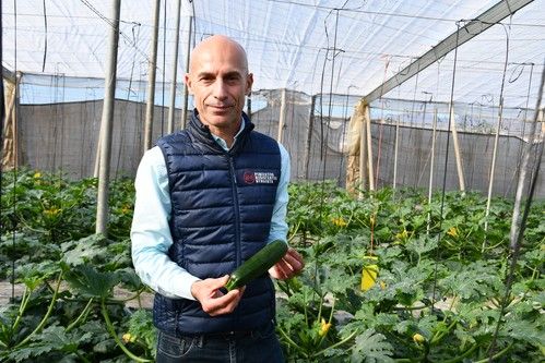 Syngenta inaugura su catálogo de calabacín con resistencia al virus de Nueva Delhi