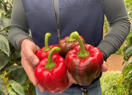 Atabal RZ deslumbra en campo por su gran nivel contra el oídio y elevada calidad de fruta
