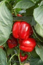 Ambas variedades tienen frutos muy uniformes y bien formados.
