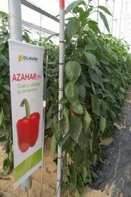 Azahar es una variedad ya más que conocida. Está también recomendada para siembras tempranas y ofrece frutos de calibre G, cuadrados y muy uniformes.