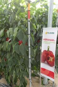 Abraham es la novedad en pimento para trasplantes tempranos.