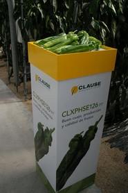 El CLXPHSE126 F1 está recomendado para trasplantes del 20 de julio a la primera semana de septiembre en Almería.