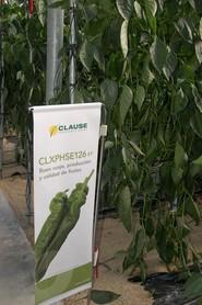 La novedad en italiano es el CLXPHSE126 F1, una variedad que destaca por su buen cuaje, producción y calidad de sus frutos.
