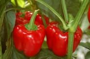 Amavisca ofrece frutos muy cuadrados, con un calibre ideal para exportación y con ausencia de silverelinas.