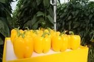 Sus frutos son muy homogéneos, de calibre G, y tienen un muy buen color amarillo.