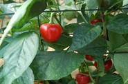O este otro pimiento cherry.
