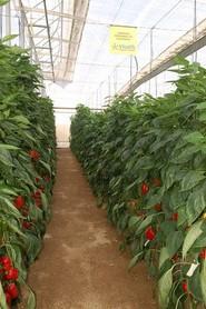 Enza Zaden también cuenta con variedades 100% ecológicas desde el origen en pimiento.