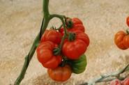 Un tipo marmande.